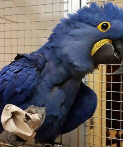 Hyacinth Macaw for sale