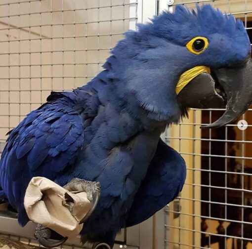 Hyacinth Macaw for sale