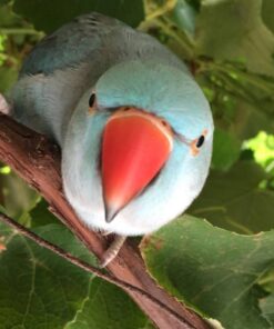 Indian Ringneck Parakeet