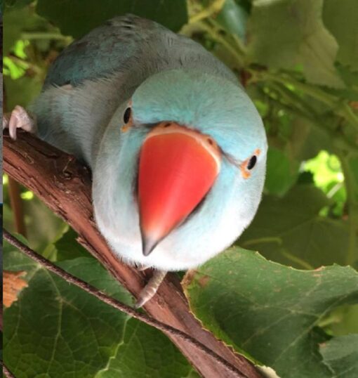 Indian Ringneck Parakeet