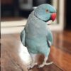 Indian Ringneck Parakeet For Sale