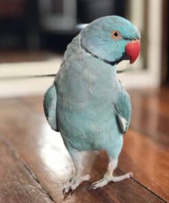 Indian Ringneck Parakeet For Sale