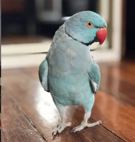 Indian Ringneck Parakeet For Sale