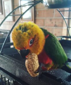 Jenday Conure for sale