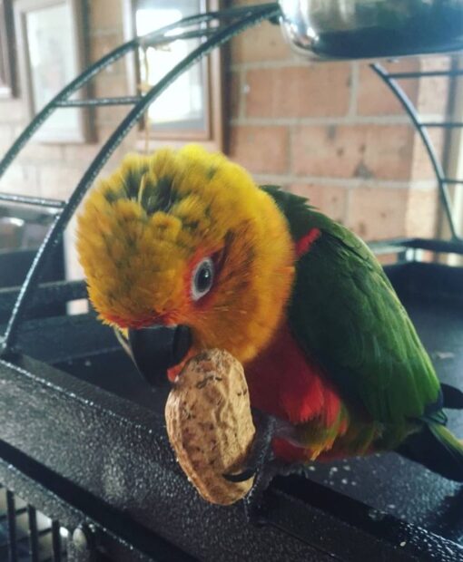 Jenday Conure for sale