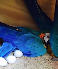 Macaw Parrot Eggs