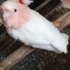 Major Michell Cockatoo for sale