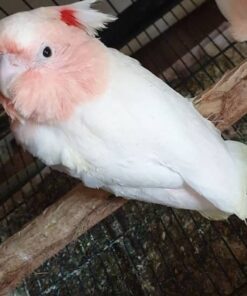 Major Michell Cockatoo for sale