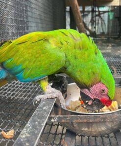 Military Macaw For Sale