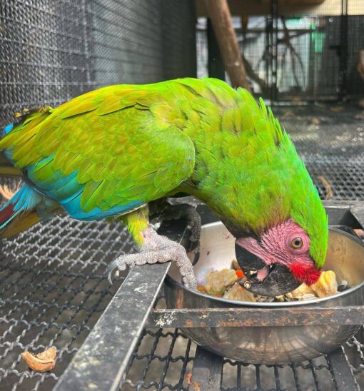 Military Macaw For Sale