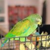 Pionus Parrot For Sale