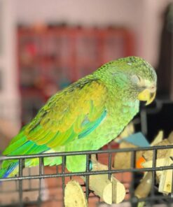 Pionus Parrot For Sale