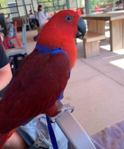 red sided eclectus parrot