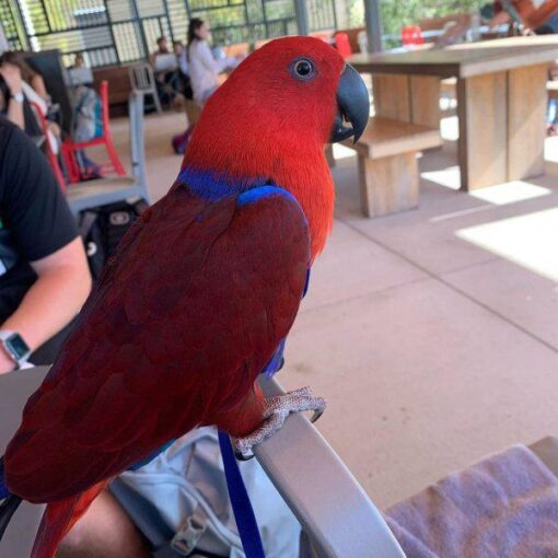 red sided eclectus parrot