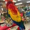 Scarlet Macaw For Sale