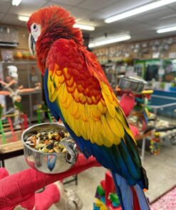 Scarlet Macaw For Sale