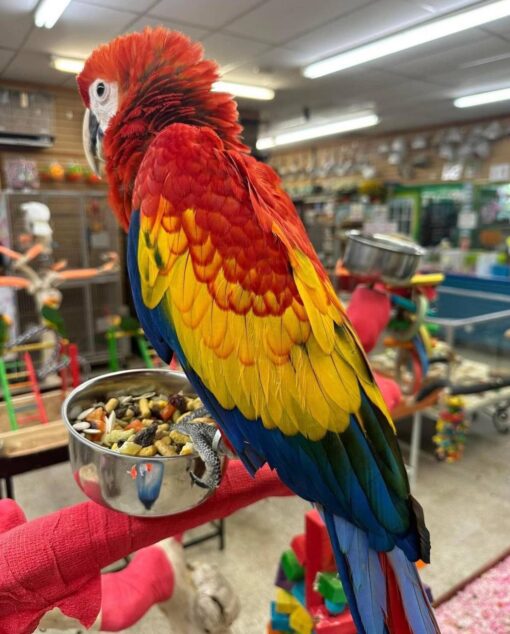 Scarlet Macaw For Sale