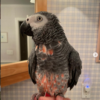 Congo African Grey