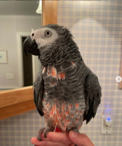 Congo African Grey