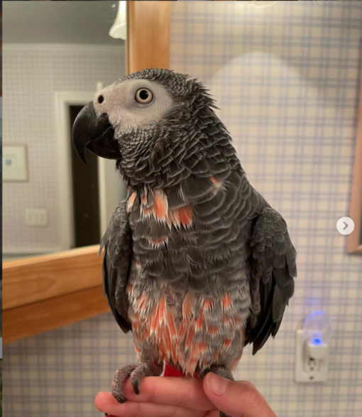 Congo African Grey