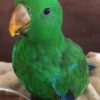 Solomon Island Eclectus for sale