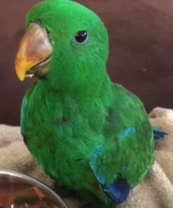 Solomon Island Eclectus for sale