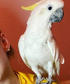 Sulphur-crested Cockatoo For Sale