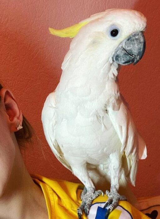 Sulphur-crested Cockatoo For Sale