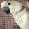 Suphur Crested Cockatoo