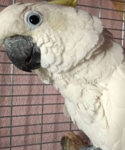 Suphur Crested Cockatoo