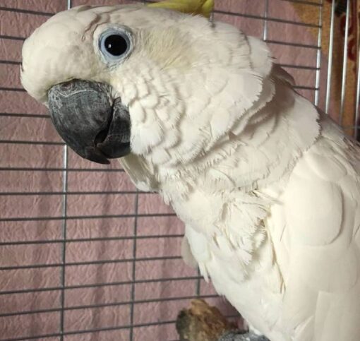 Suphur Crested Cockatoo