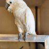 Umbrella Cockatoo For Sale