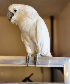 Umbrella Cockatoo For Sale