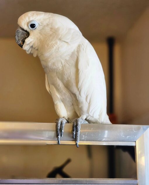 Umbrella Cockatoo For Sale