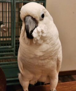 Umbrella Cockatoo For Sale