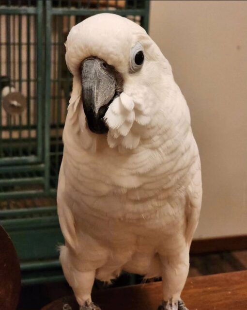 Umbrella Cockatoo For Sale