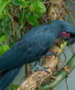 Black Palm Cockatoo For Sale