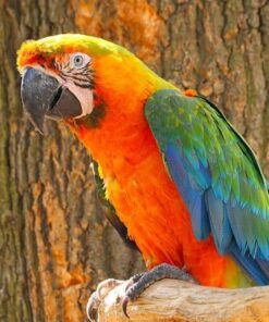 Macaw Parrots