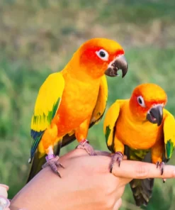 Conure Parrots