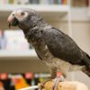 Timneh Grey Parrot