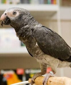 Timneh Grey Parrot