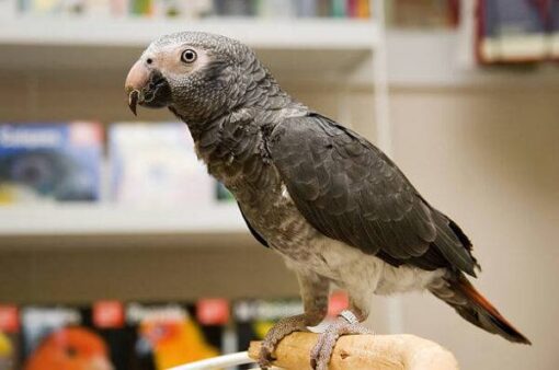 Timneh Grey Parrot