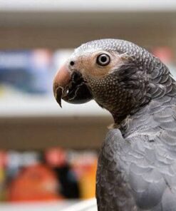 Timneh African Grey For Sale