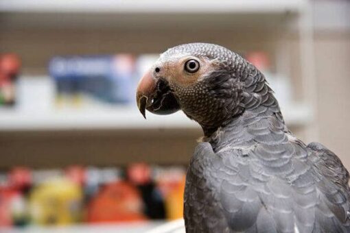 Timneh African Grey For Sale