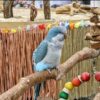 Blue Quaker Parrot For Sale