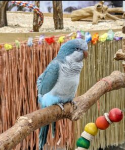 Blue Quaker Parrot For Sale