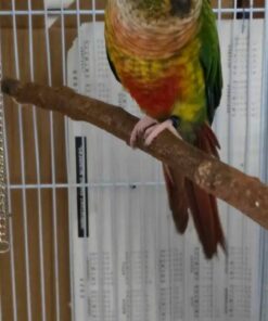 Green Cheek Conure For Sale