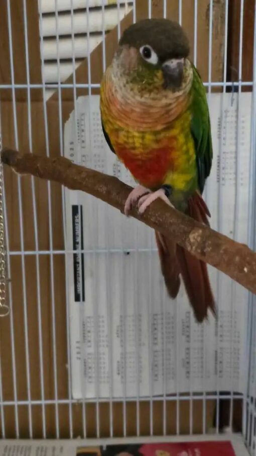 Green Cheek Conure For Sale