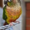 Green Cheek Conure Parrots For Sale