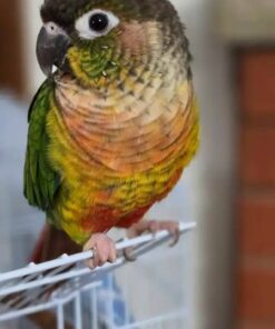 Green Cheek Conure Parrots For Sale